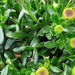 Dimorphotheca fruticosa পাতা