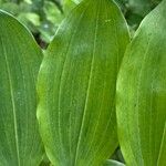 Polygonatum multiflorum برگ