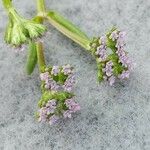 Valerianella eriocarpa Blüte