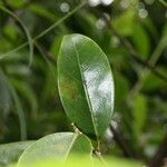 Casearia coriacea Leaf