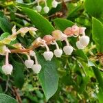 Gaultheria shallon 花