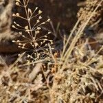 Sporobolus discosporus Fruit