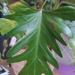 Philodendron radiatum Yaprak