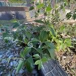 Salvia discolor Habitatea