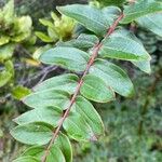 Coriaria ruscifolia Hoja