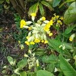 Primula verisFlower