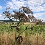 Heracleum mantegazzianumÕis