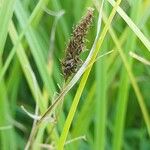 Carex acuta Fruit