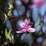 Rhododendron reticulatum Květ