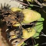 Ferocactus herrerae Frutto