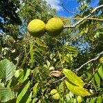 Juglans californica Frukt