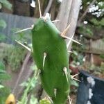 Opuntia ficus-indicaപുറംതൊലി