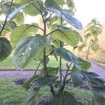 Solanum betaceum Hábito