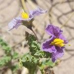 Solanum sinuatirecurvum Floare