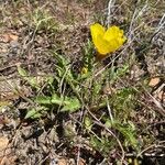 Oenothera triloba Λουλούδι