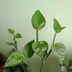 Euphorbia tithymaloides Fulla