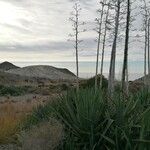 Agave sisalana Habitat