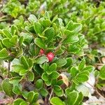 Arctostaphylos uva-ursi Frunză