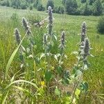 Stachys germanicaFlower