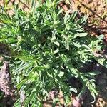 Plantago weldenii Leaf