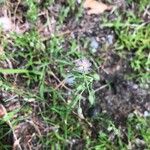 Microsteris gracilis Cvet