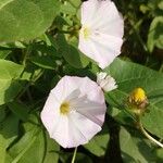 Convolvulus arvensisCvet