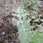 Artemisia suksdorfii Leaf