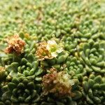 Azorella compacta Blomst