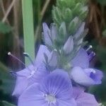 Veronica teucrium Flower