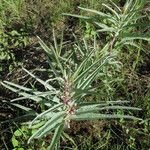 Asclepias brachystephana عادت