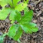 Sanicula canadensis Feuille