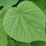 Abutilon peruvianum Leaf