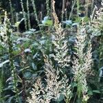 Agrostis stolonifera Flower