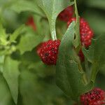 Chenopodium capitatum Fruit