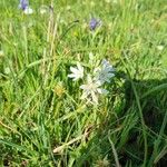 Ornithogalum narbonenseBlüte