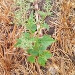 Chenopodiastrum hybridum Leaf