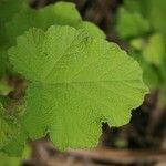 Rubus alceifolius Levél