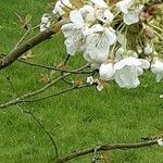Malus domestica ᱵᱟᱦᱟ