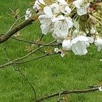 Malus domestica Flower