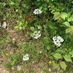 Orlaya grandiflora Habit