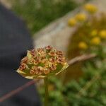 Bupleurum ranunculoides फल