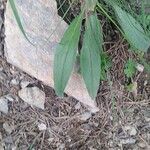 Cynoglossum dioscoridis Leaf