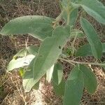 Solanum elaeagnifolium Fuelha