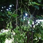 Solanum seaforthianum Vaisius