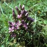 Gentianella germanica Hábito