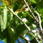 Geniostoma borbonicum Flower