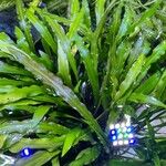 Cryptocoryne spiralis