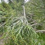 Euphorbia aphylla Hoja