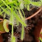 Drosera capensis Blad