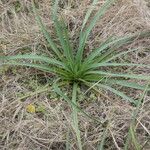 Eryngium horridum Fulla